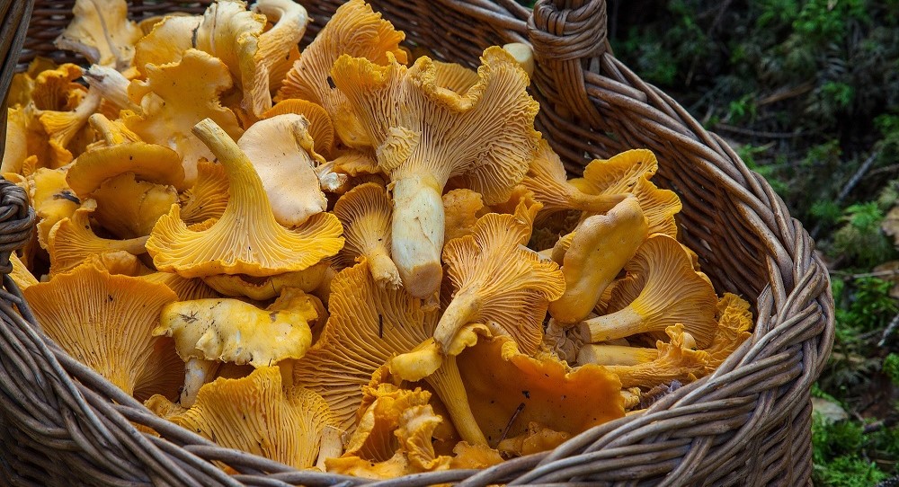 Pilze – Gastronomische Schätze im Wald