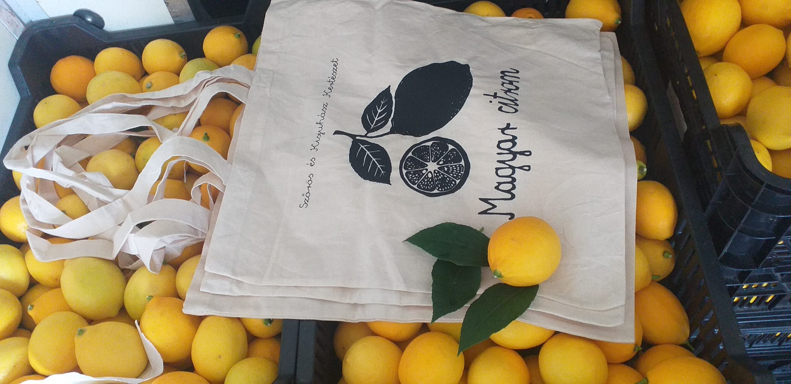 Magyarország egyetlen citromfarmja – lédús, édes, bio gyümölccsel