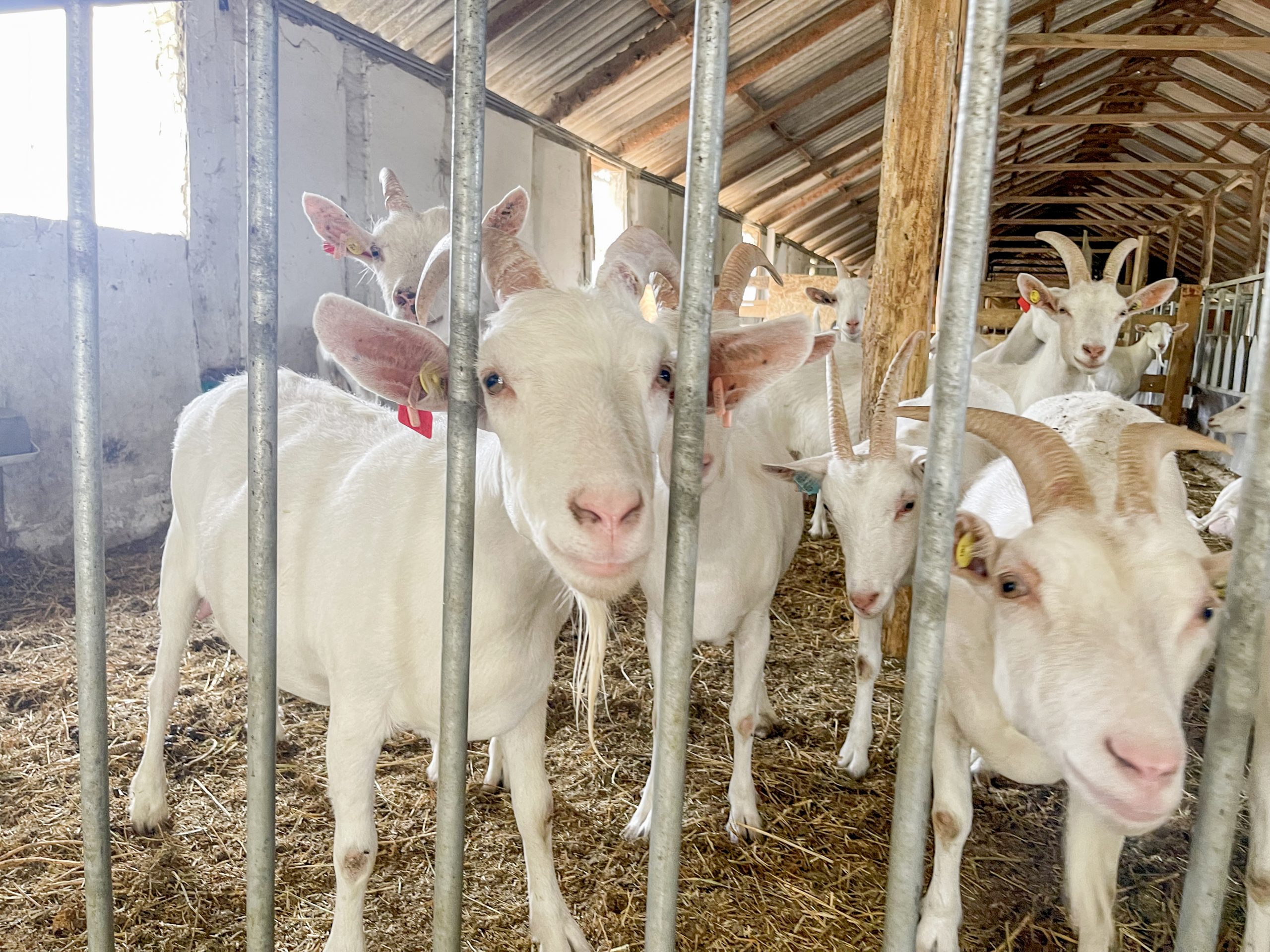 8 kecskével indultak, ma már nemzetközi versenyeken nyeri az aranyat az Etyeki Sajtmanufaktúrát üzemeltető házaspár