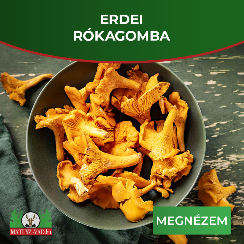 Erdei rókagomba